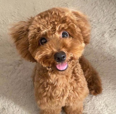 まるで別犬みたい!!