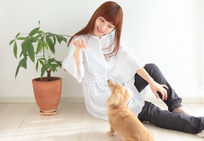 犬と戯れる女性