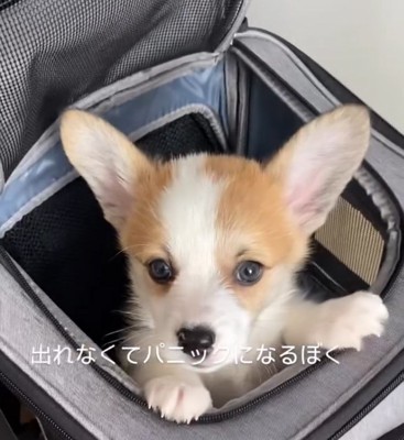 コーギーの子犬、トニくん