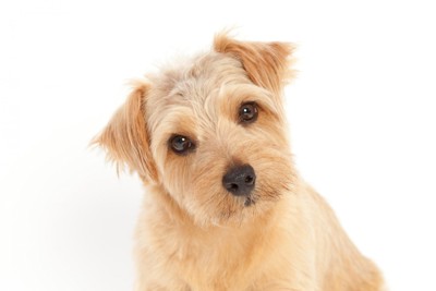 正面を見つめながら首を傾げる犬