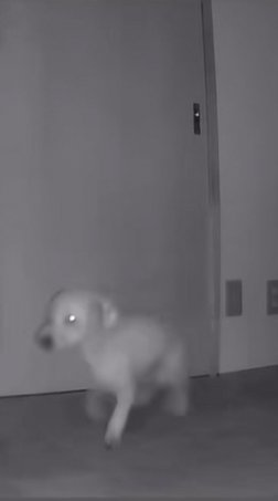 歩く小型犬