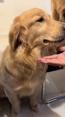 そっぽを向くゴールデン