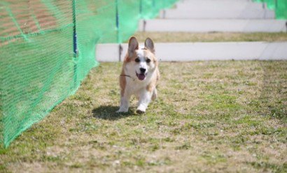 立派なコーギーに