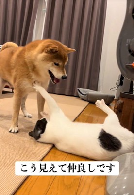 優しすぎる猫パンチ♪