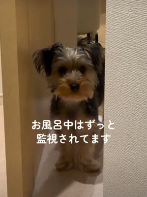 お風呂の間も離れたくない
