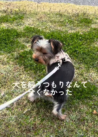 飼うつもりはなかったけれど…