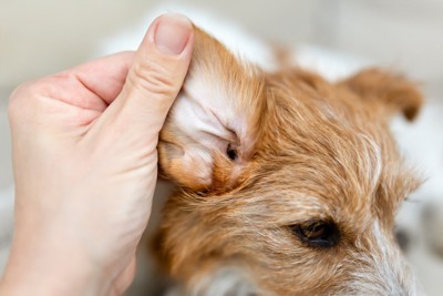 耳をめくられている犬のアップ