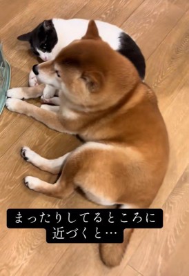 寄り添ってリラックス中♡