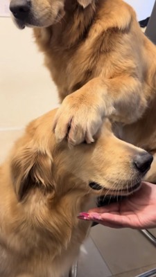 目に被せて頭に手を乗せられるゴールデン