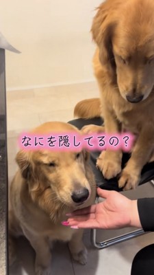 何かを隠しているゴールデンと母犬