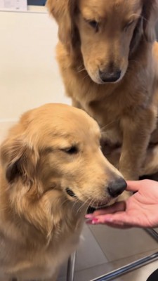 口の中のものを出さないゴールデンとそれを見る母犬