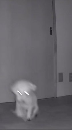 尻を床につけたまま進む小型犬