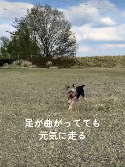 元気いっぱいに走り回る♪