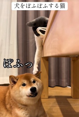 「遊ぼうよ！」とアピール