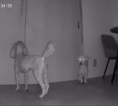 留守番する小型犬2匹