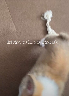大喜びでママの元へ♡