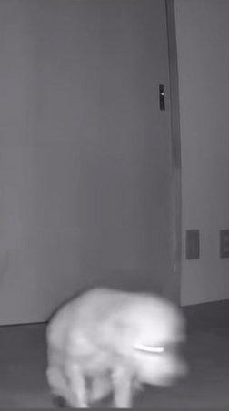 尻を床につけたまま進む小型犬