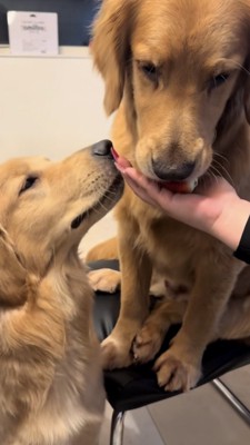 いちごを差し出されるが食べない母犬