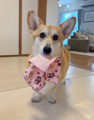 お届け