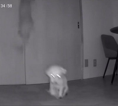 跳んだりお尻を引きずったりしている小型犬達