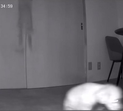 跳んだりお尻を引きずったりしている小型犬達