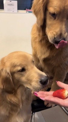 いちごを見つめる2匹のゴールデン