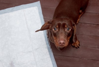 トイレシーツと犬