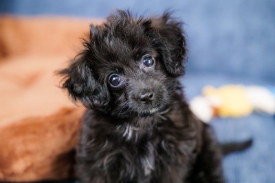 首を傾げる子犬