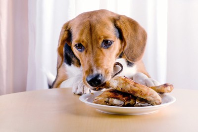 チキンを食べる犬
