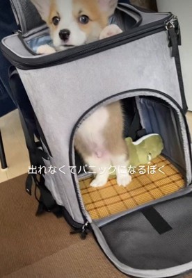 「助けて！」