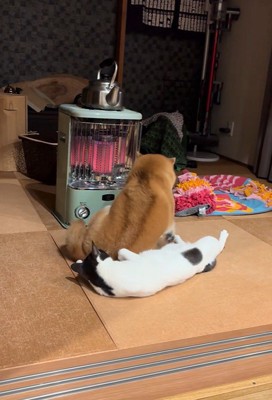 「どっこいしょ～」