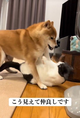 じゃれ合って遊ぶ2匹