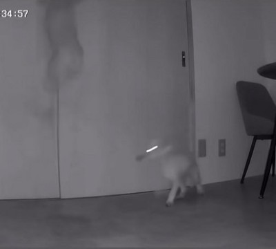 跳んだり歩いたりしている小型犬達
