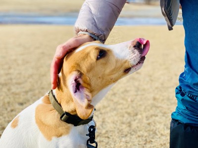 褒められる犬