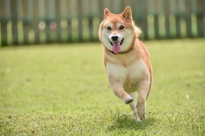 走る柴犬