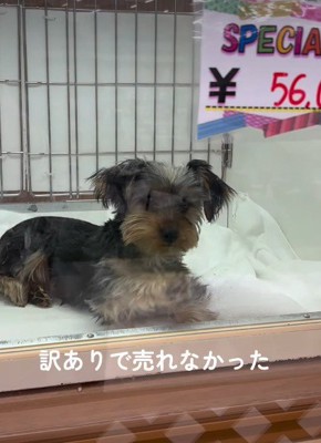 売れ残ったポロちゃん
