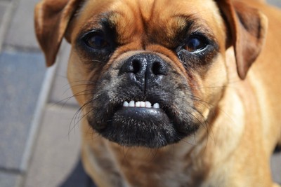トレーニング中の犬