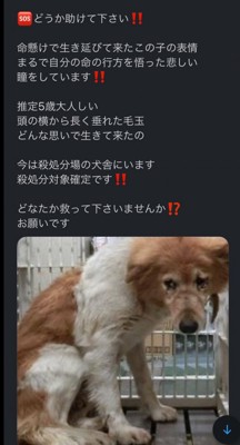 諦めた