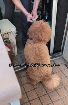喫茶店のマスターと小型犬