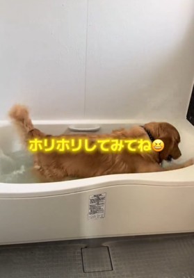 お風呂で水しぶきをあげる犬4