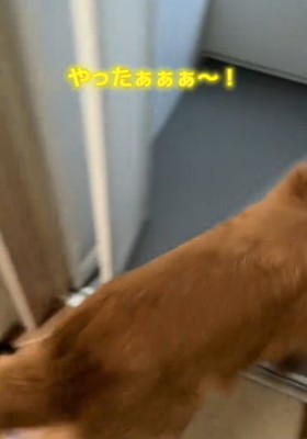 お風呂場に入る犬