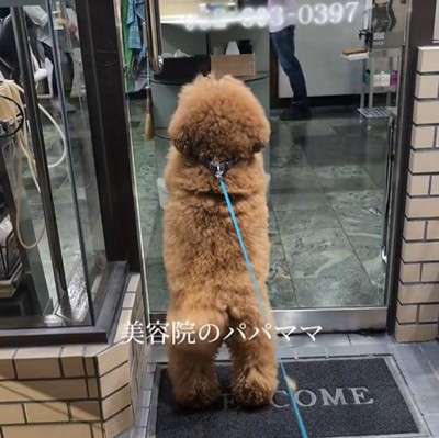美容院の前で待つ小型犬