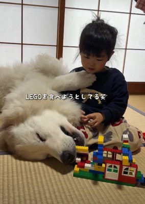 レゴをハムハム!?