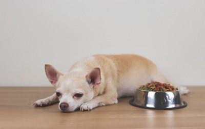 食器の横で伏せる体調が悪そうな犬