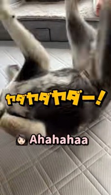 駄々をこねるこうめちゃん