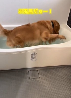 お風呂に入る犬1