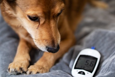 簡易測定器で血糖値を測る犬