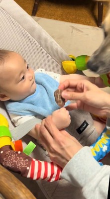 赤ちゃんの手におやつを持たせる飼い主