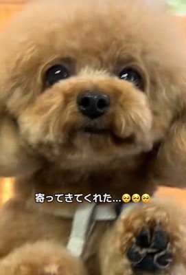 窓ガラス越しの再会