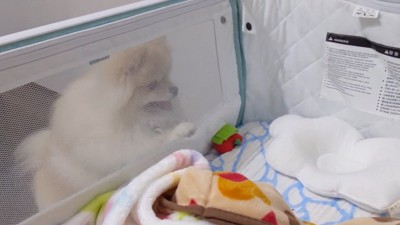 ずっとあやし続けています(笑)